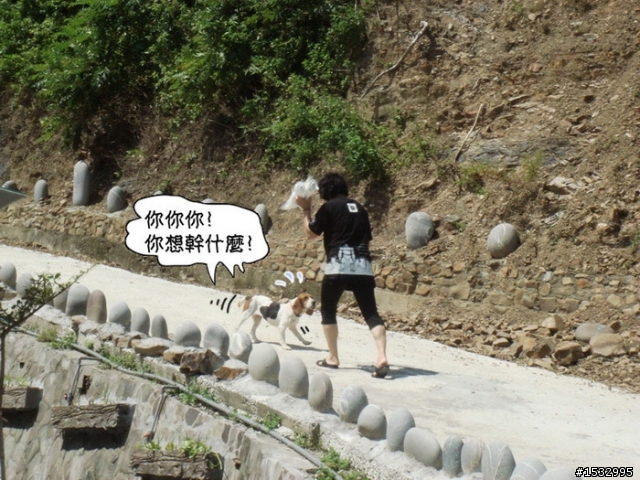 【已認養】乖巧的花花來找疼她愛她的主人