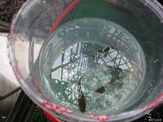 蓋斑鬥魚(彩兔) 生小魚了!!