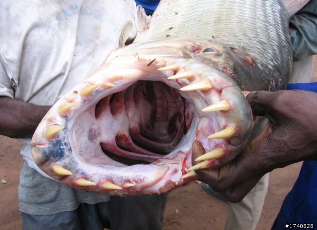 比食人魚還恐怖的魚