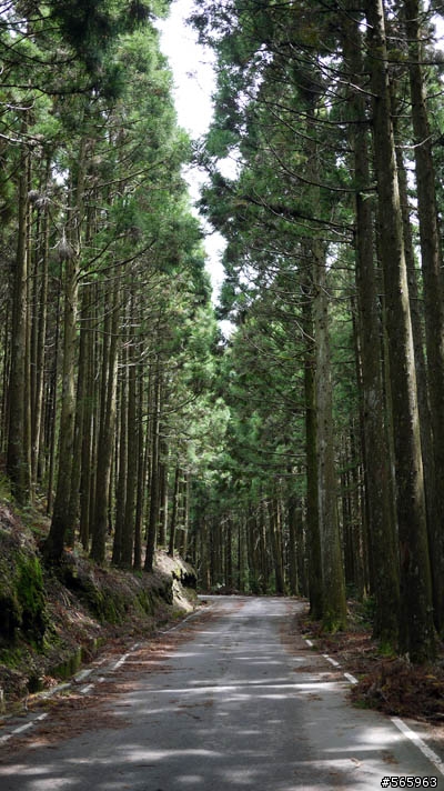 縣道 120  往觀霧大鹿林道