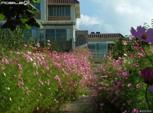 福壽山農場 波斯菊花海