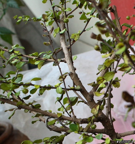 (求救)我的福建茶出問題了(有圖)