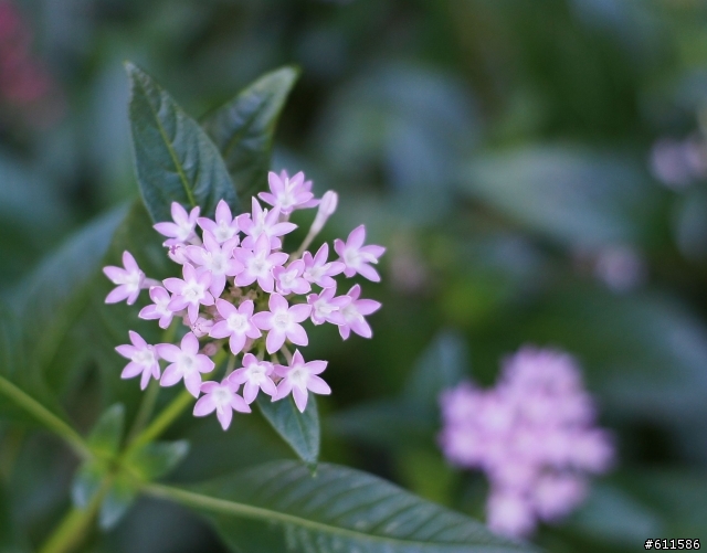 『開箱』Nex SLR Magic 35mm f/1.7 E-mount 鏡頭