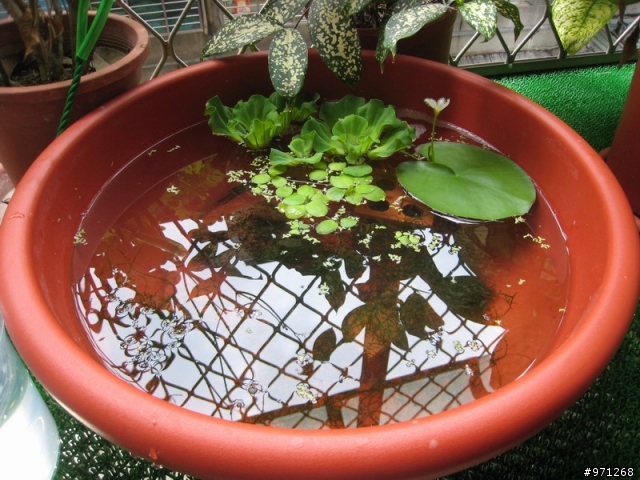 蓋斑鬥魚(彩兔) 生小魚了!!