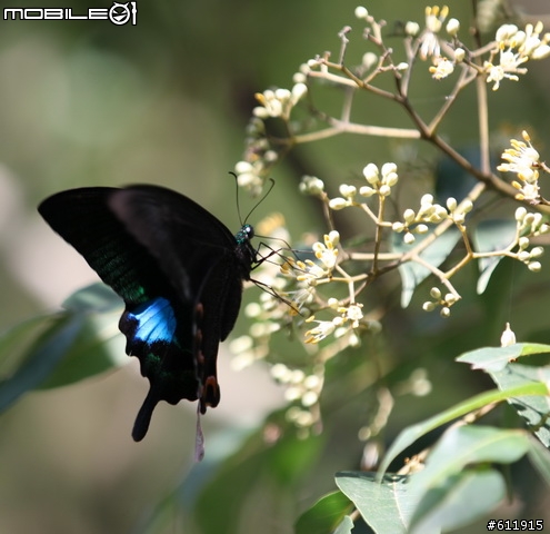 二叭子植物園漂亮蝴蝶照