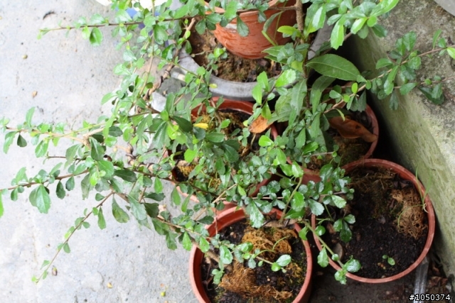 (求救)我的福建茶出問題了(有圖)