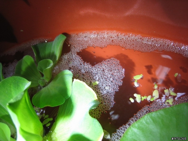蓋斑鬥魚(彩兔) 生小魚了!!