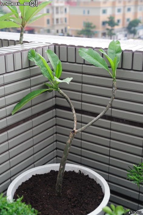 我的八號花園