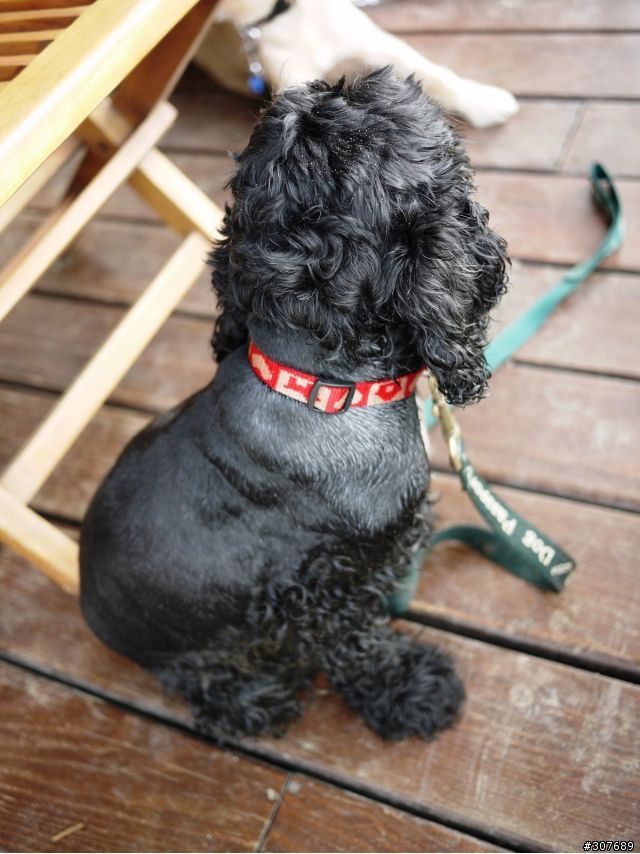 淡水走失一隻米克斯犬
