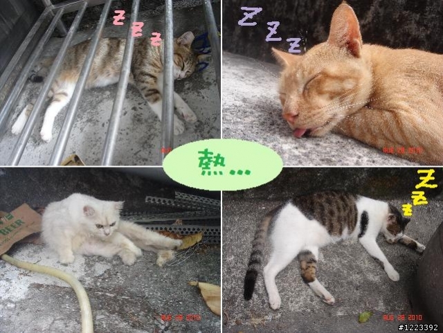[遊記] 來去猴硐遊貓村