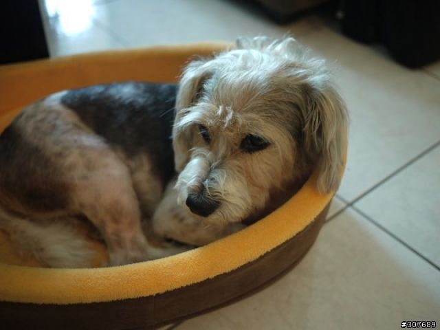 淡水走失一隻米克斯犬