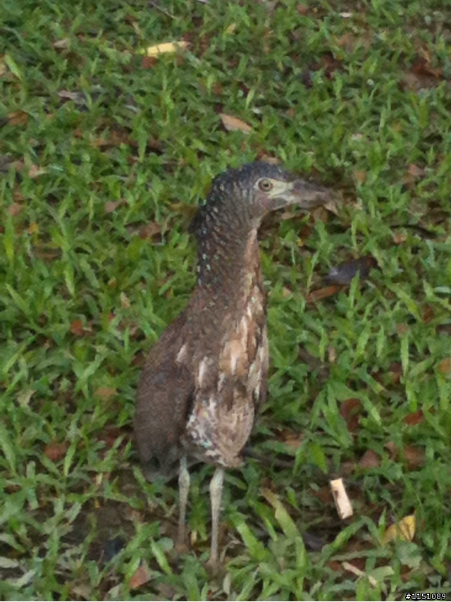 請問，這是什麼鳥？