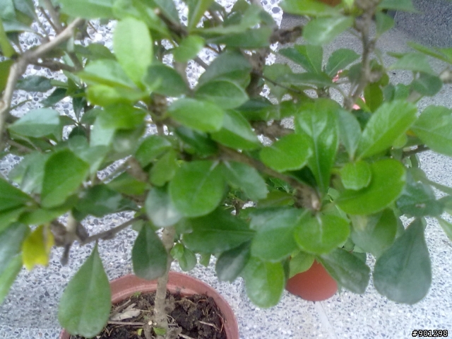 請問一下,這是什麼植物