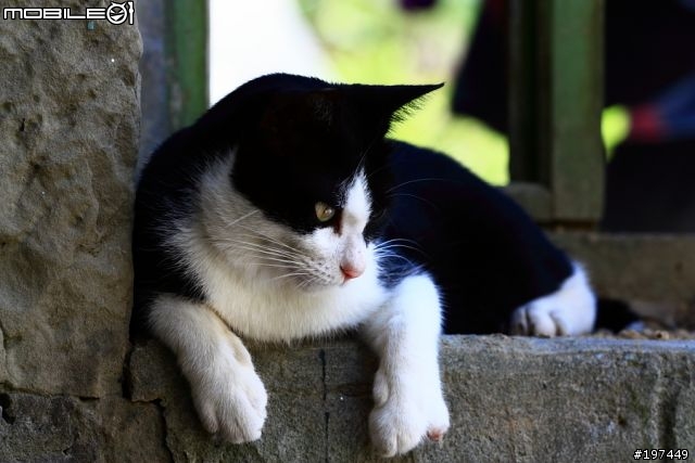 猴硐貓村-除了貓之外也有很多好拍的呢