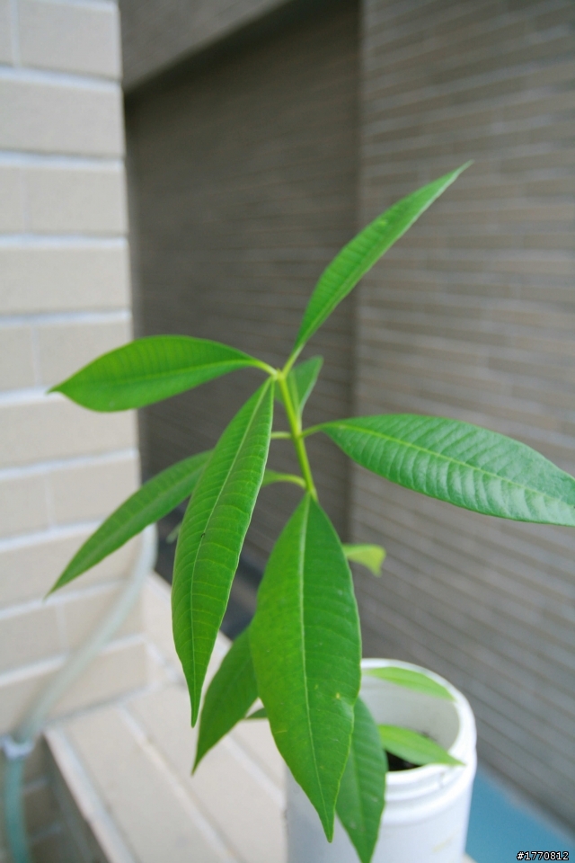 請教此種植物名稱~~