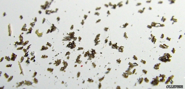 那個...請教這是什麼蟲子??