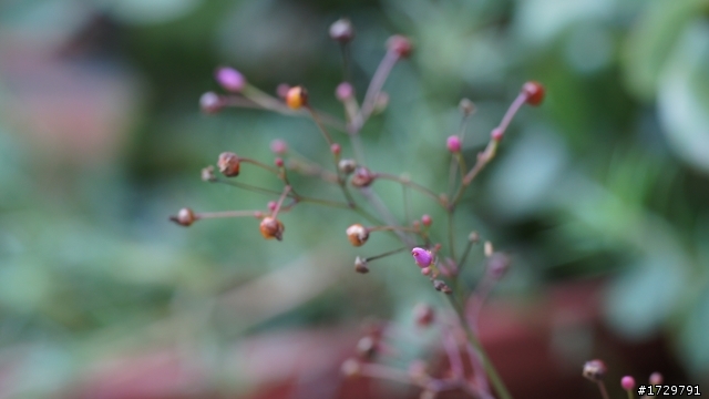 nex 轉Leica R鏡 60mm 微距鏡