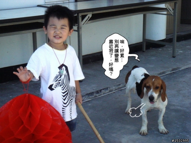 【已認養】乖巧的花花來找疼她愛她的主人