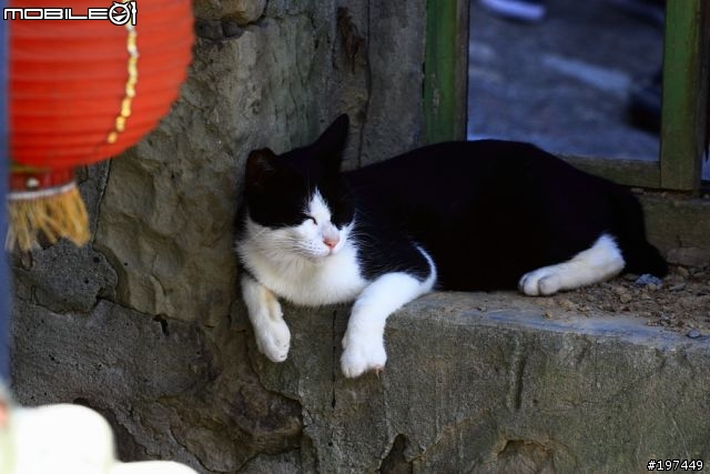 猴硐貓村-除了貓之外也有很多好拍的呢
