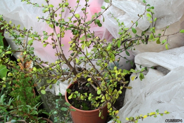 (求救)我的福建茶出問題了(有圖)