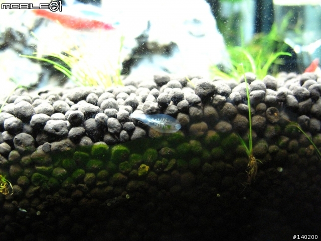 請問這是魚還是蟲?