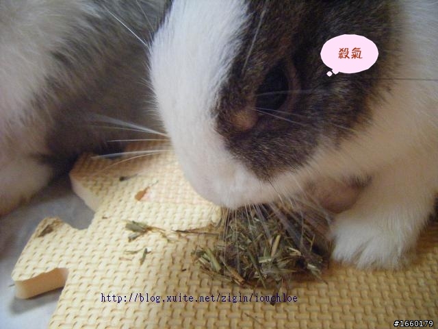 一起分享DIY兔餅乾