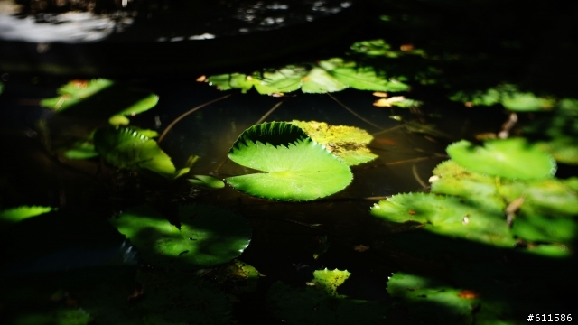 『開箱』Nex SLR Magic 35mm f/1.7 E-mount 鏡頭