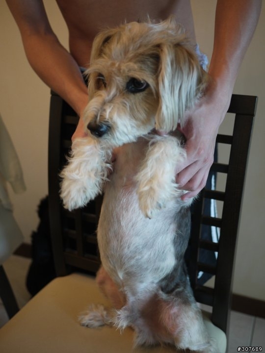 淡水走失一隻米克斯犬
