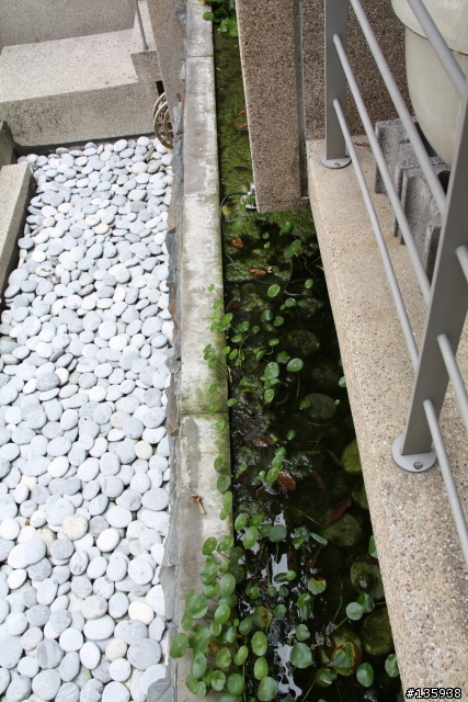 [求救] 請問這是哪一種藻呢? 該如何根治