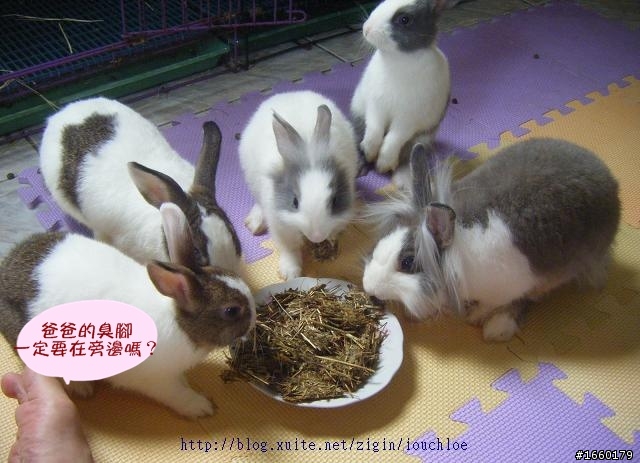 一起分享DIY兔餅乾