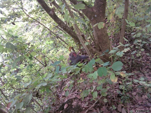 [登山] 柴山動物園登山口 ( 凡那比把柴山吹的好慘 )