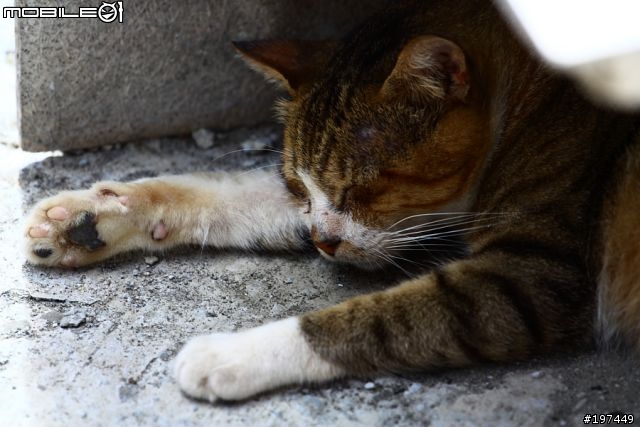猴硐貓村-除了貓之外也有很多好拍的呢