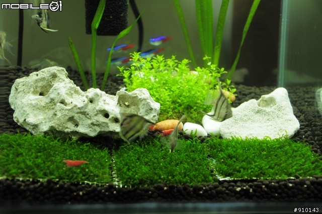 【魚】請問各位大大，這些魚的名子??