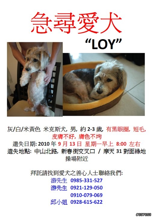 淡水走失一隻米克斯犬