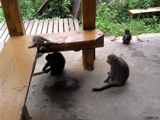 [登山] 柴山動物園登山口 ( 凡那比把柴山吹的好慘 )