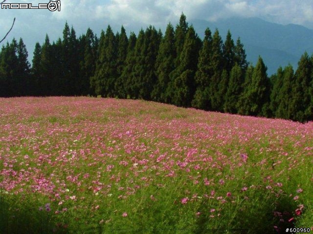 福壽山農場 波斯菊花海