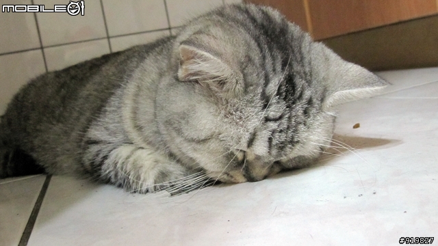 睡到把臉都壓扁了...