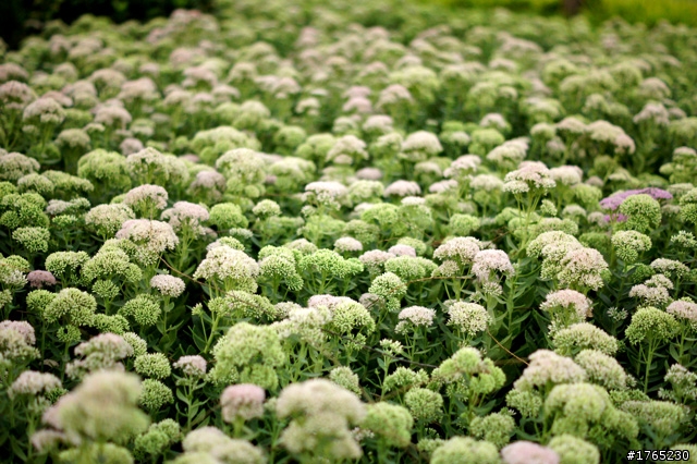 A33跟隨陽光的腳步隨拍分享