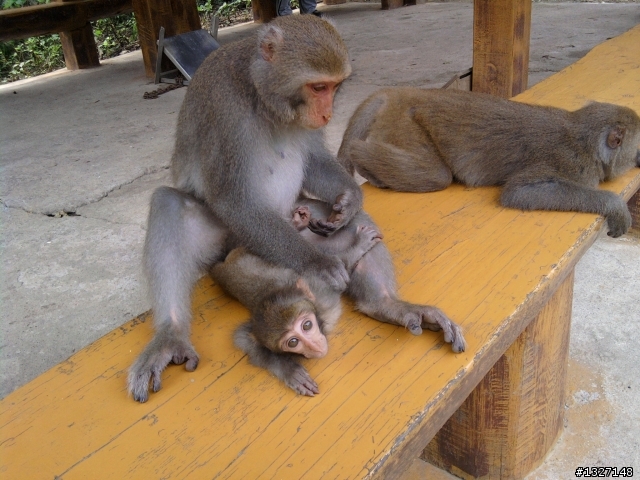 [登山] 柴山動物園登山口 ( 凡那比把柴山吹的好慘 )