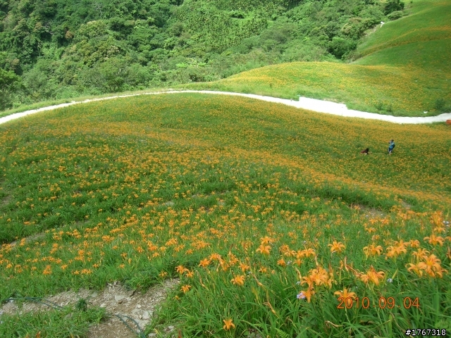 金針山上~~~金針花