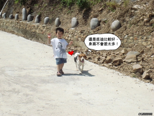【已認養】乖巧的花花來找疼她愛她的主人