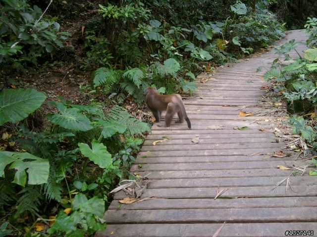 [登山] 柴山動物園登山口 ( 凡那比把柴山吹的好慘 )