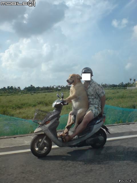 狗會騎車！這狗哪買？