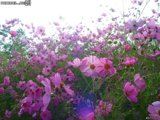 福壽山農場 波斯菊花海