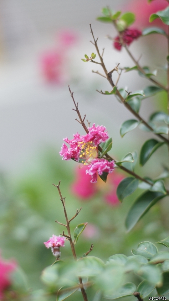 入手leica 跟 nikon  轉接環  9.11更新