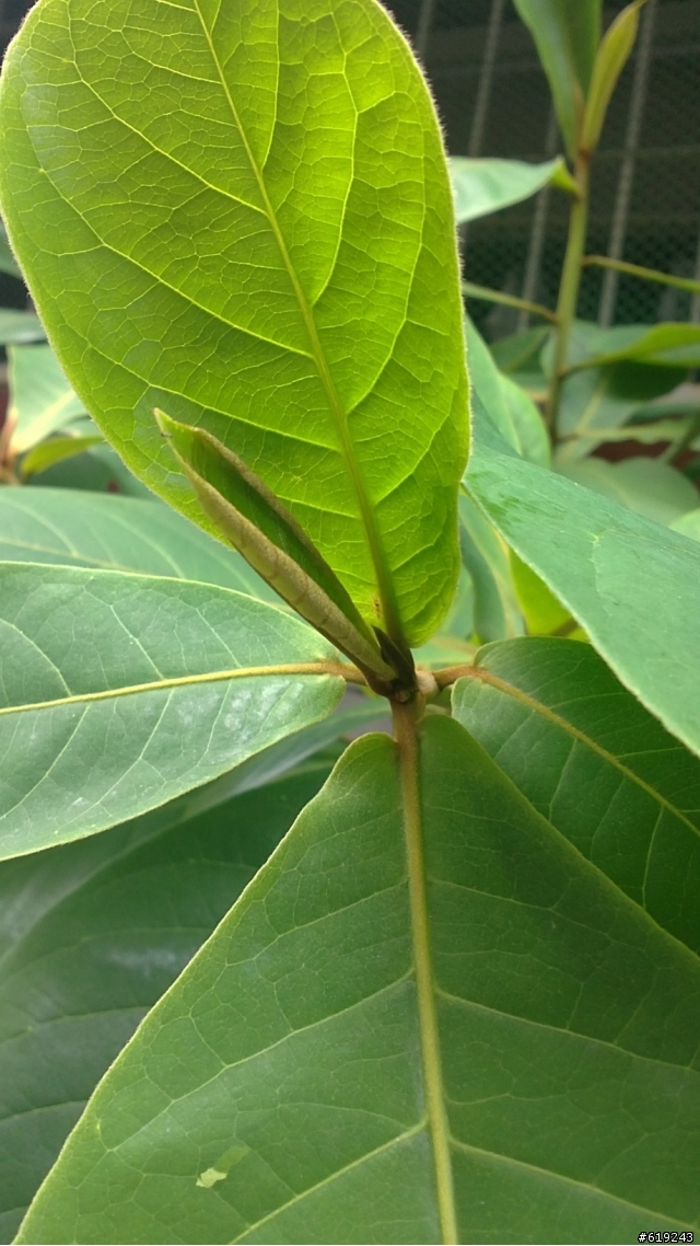 請問這是什麼植物？越長越大...