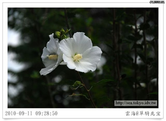 【雲海漫漫】武暖美食前菜之北47-1