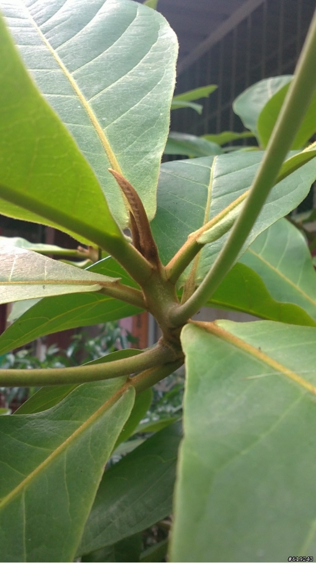 請問這是什麼植物？越長越大...