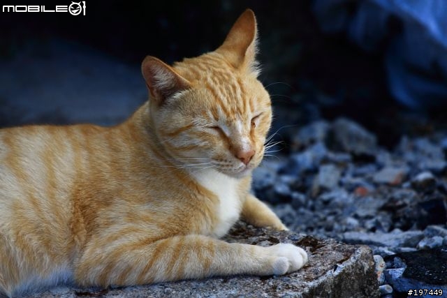 猴硐貓村-除了貓之外也有很多好拍的呢