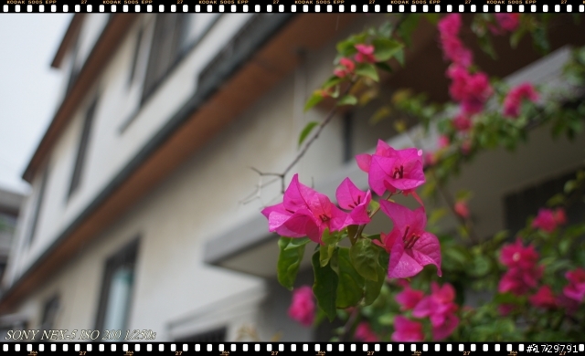 入手leica 跟 nikon  轉接環  9.11更新